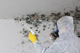 Best Mold Prevention Services in Elmira, NY